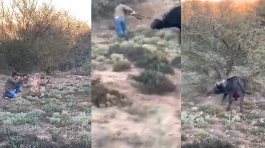 Mexicano muerto por un búfalo cazaba ilegalmente