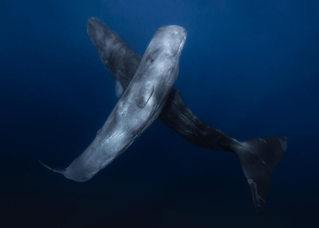 Impacto en ballenas si  minería va en aguas profundas
