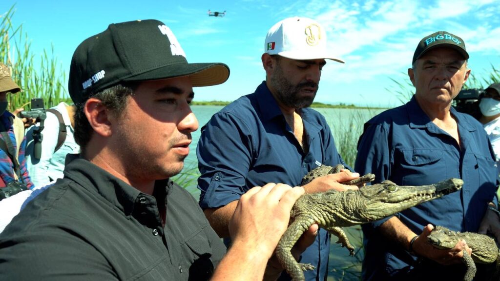 Sinaloa punta de lanza en liberación de especies