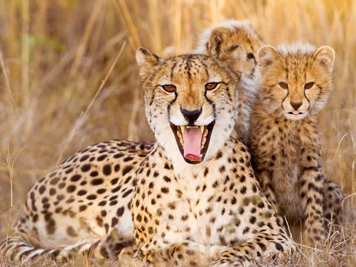 El extinto guepardo americano se asemejaba al puma 