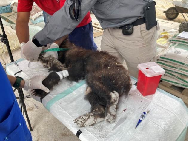 Rehabilitarán oso herido encontrado en un rancho