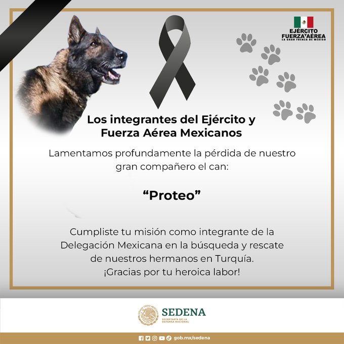 Muere Proteo: perro rescatista de México 