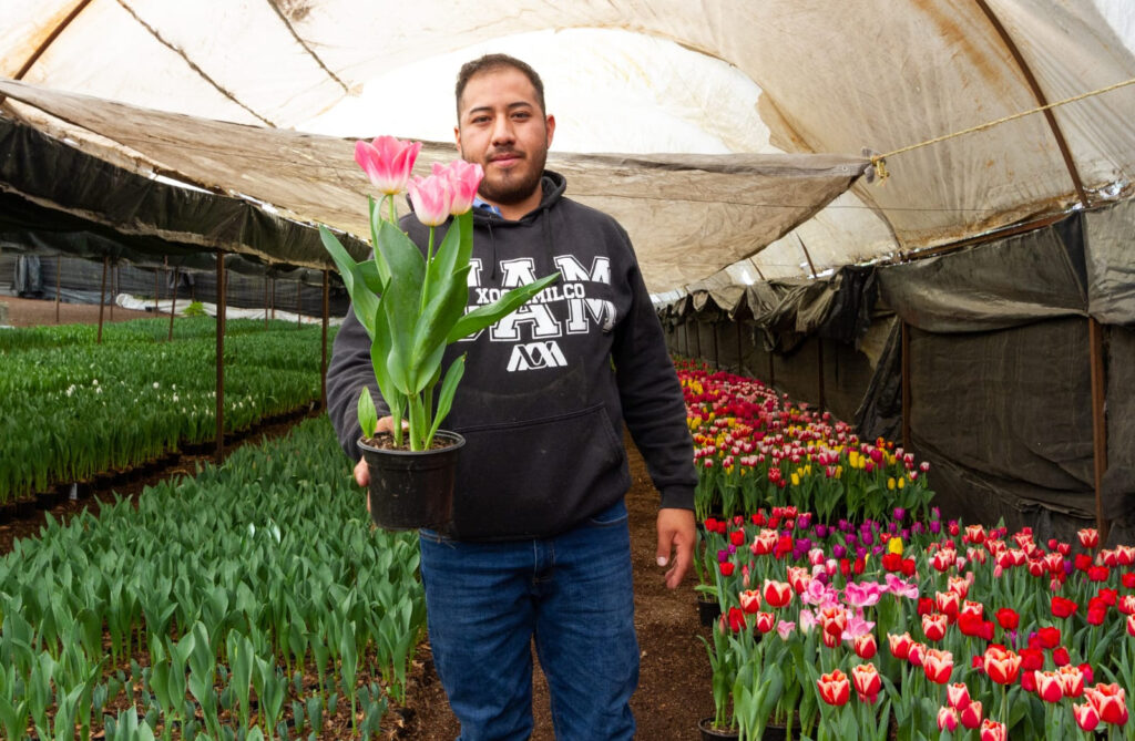 Invitan a comprar tulipanes para más poner color - Prensa Animal