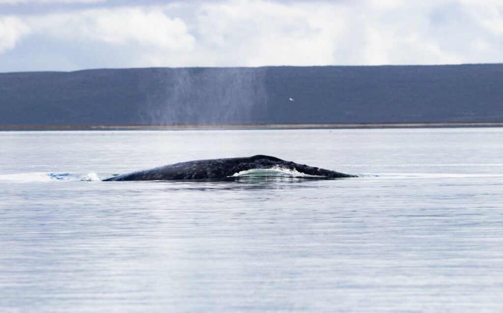 Reserva El Vizcaíno arroja 1364 ejemplares de ballenas
