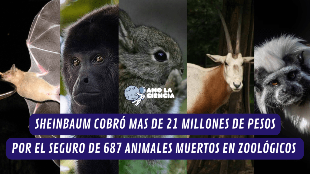 Sheinbaum cobró 21 mdp por seguros de animales - Prensa Animal