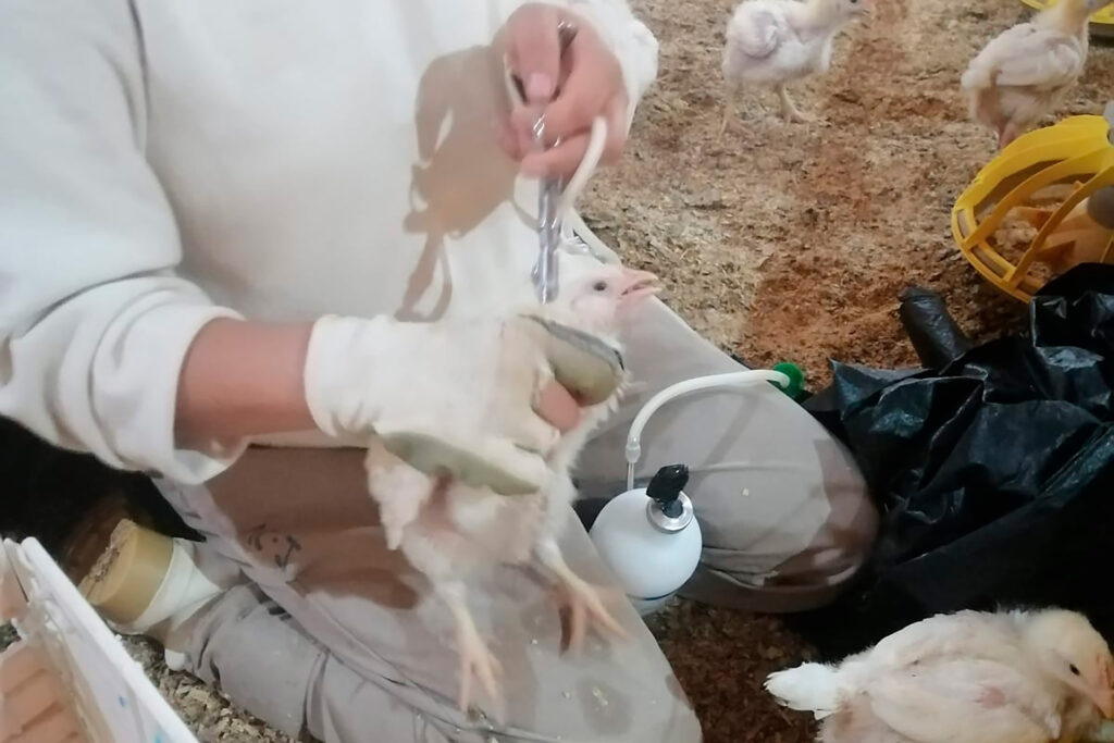 Levantan cuarentena a la avicultura de Aguascalientes