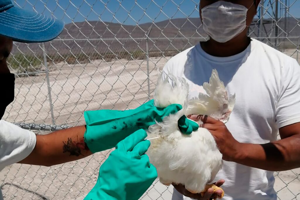 Identifican influenza aviar AH5N1 en tres granjas 