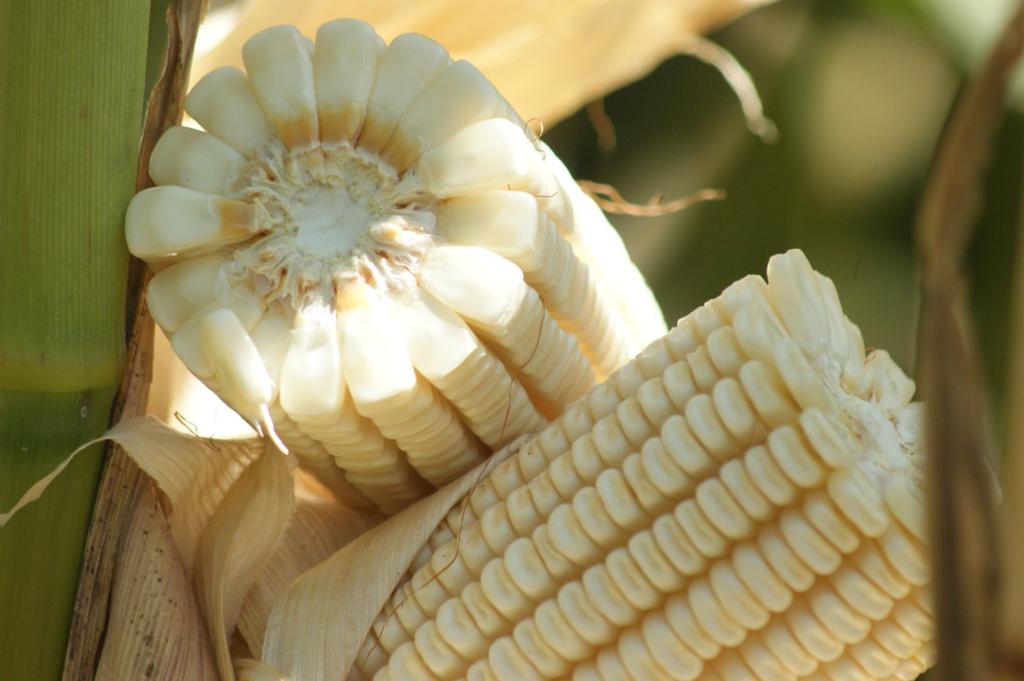 5 preguntas sobre decreto que prohíbe maíz transgénico  
