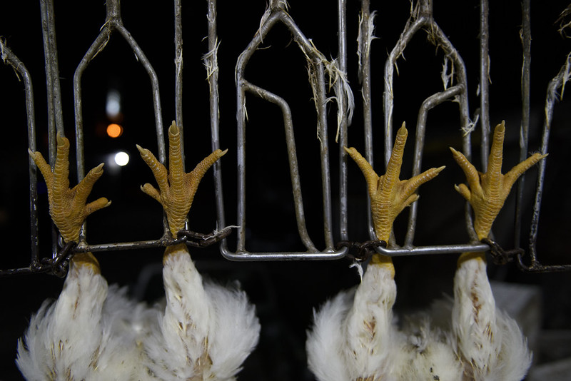 En México: pollos son matados a los 42 días de nacidos 