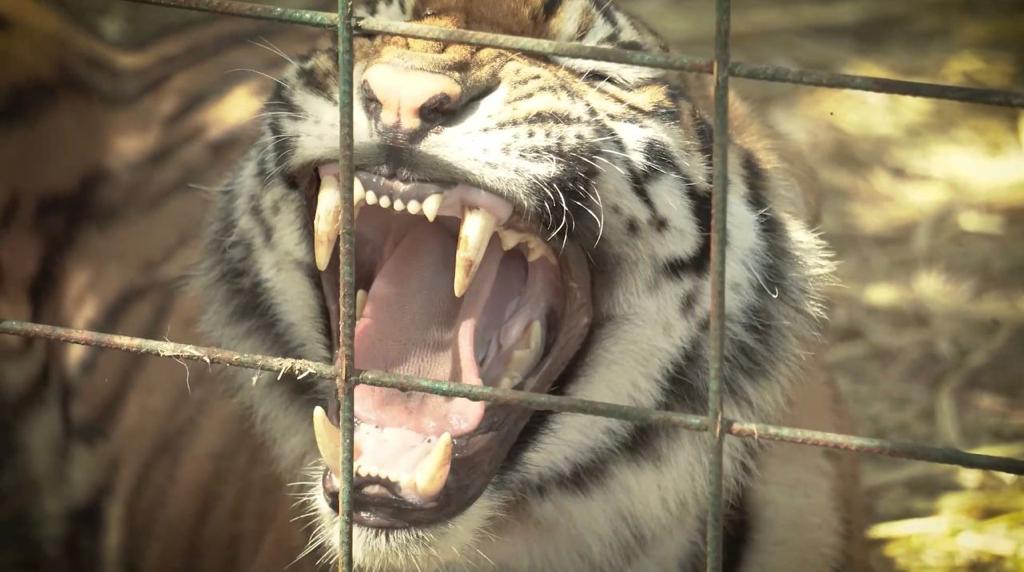 Logran el traslado cientos de tigres a la India