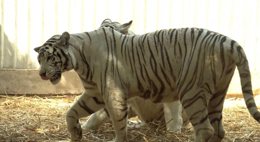 Logran el traslado cientos de tigres a la India