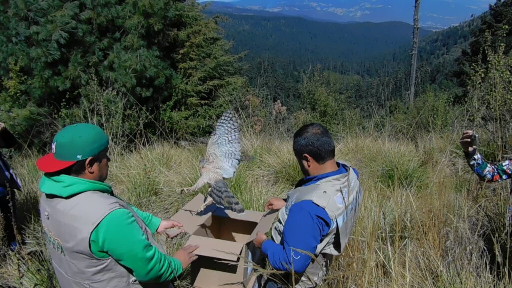 Reintroducen lechuzas y gavilanes a su hábitat 