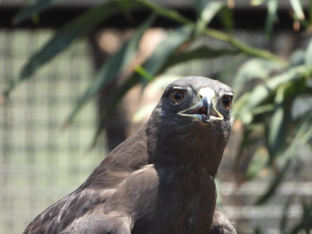 Reintroducen lechuzas y gavilanes a su hábitat 