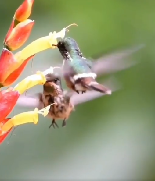 Cómo ayudar a los colibríes de las ciudades