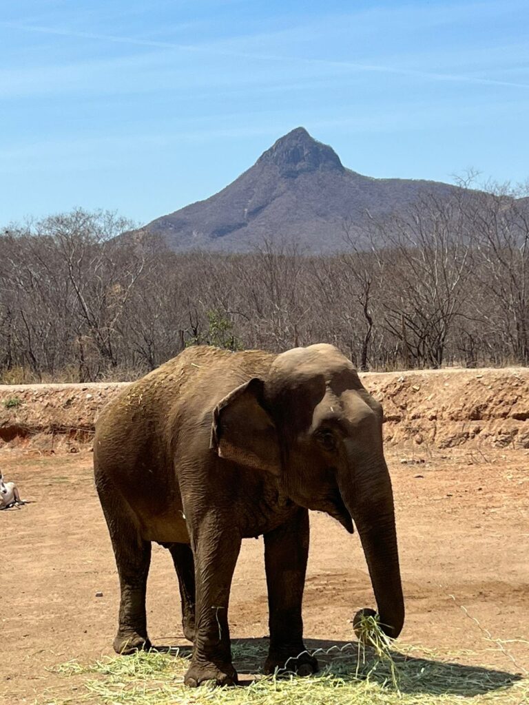 Elefanta “Bireki” se adapta favorablemente en Ostok