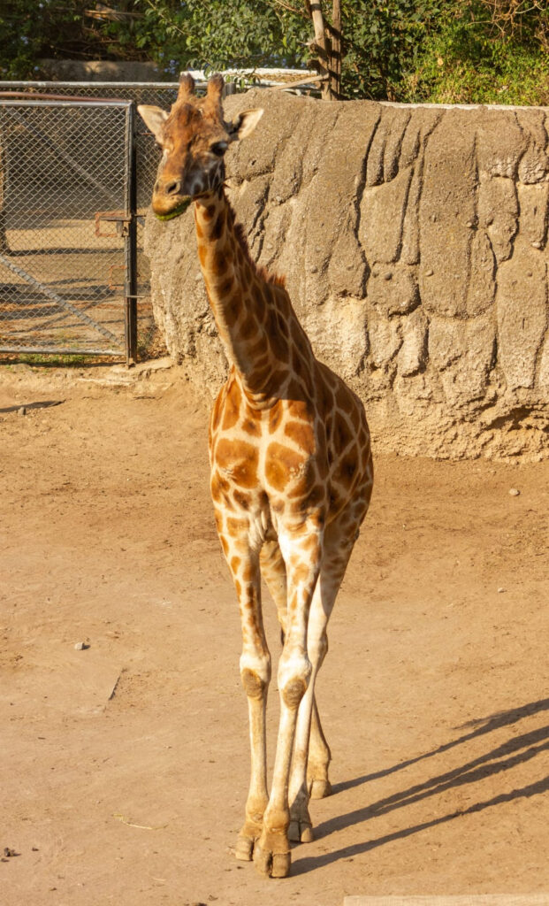 Fortunata: la jirafa más longeva celebrará 33 años