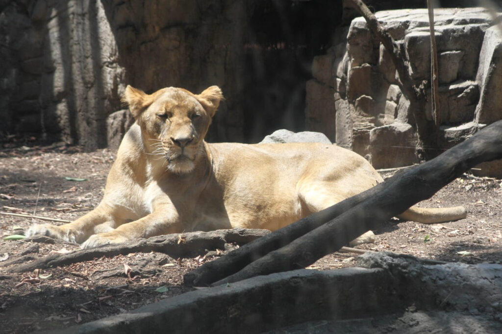 Alika recupera su salud en el Zoológico de Chapultepec