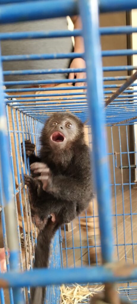 Abandonan mono aullador  en puertas de Zoológico 