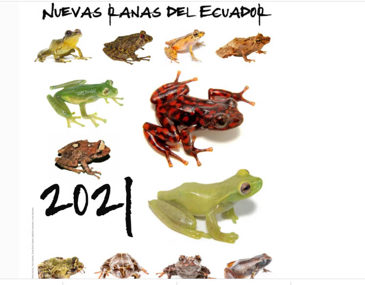 Tres datos sobre las ranas ecuatorianas diminutas