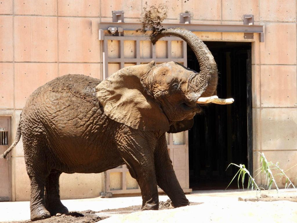 Amplían recinto de la elefanta africana “Ely” 