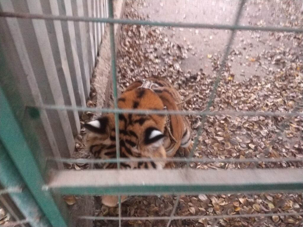 Resguardan a tigre  abandonado en vehículo 