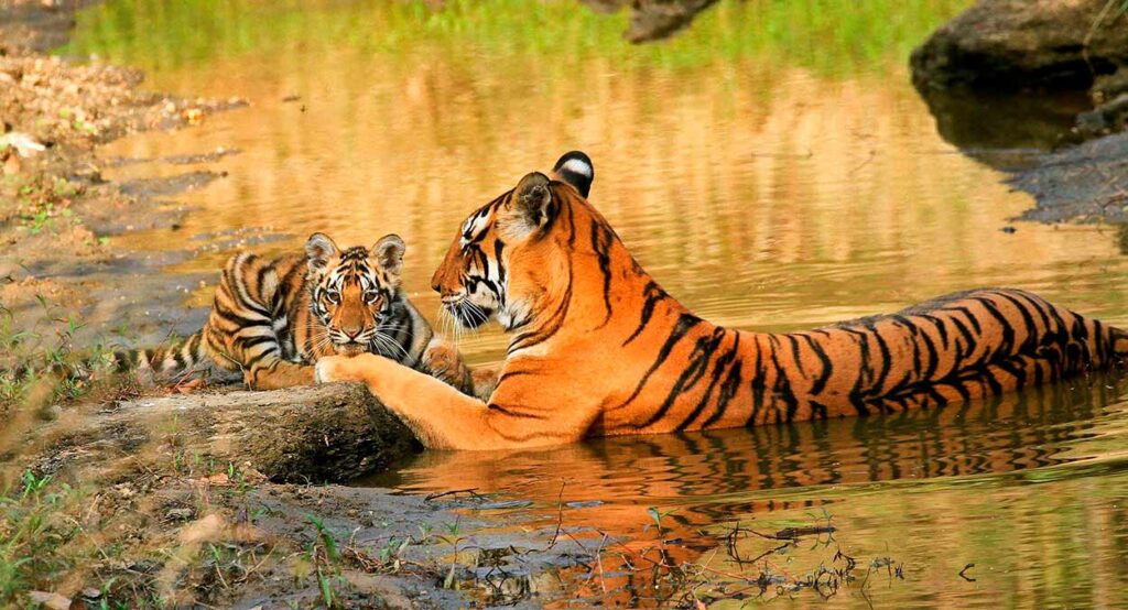 Los tigres salvajes de la India se han duplicado 