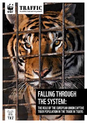 Controlará UE el comercio de tigres en cautiverio