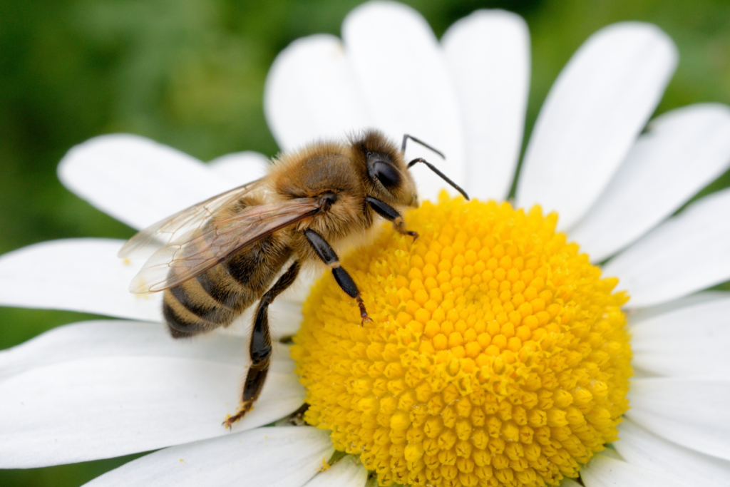 Analizan impacto por uso de plaguicidas en abejas 