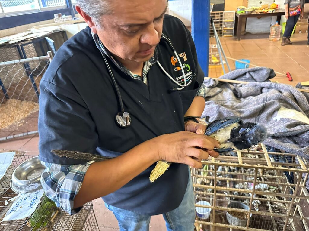 Rehabilitarán mil 500 aves rescatadas en la CDMX 