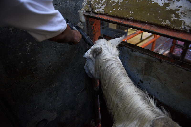 Chiapas buscará que el maltrato animal sea delito