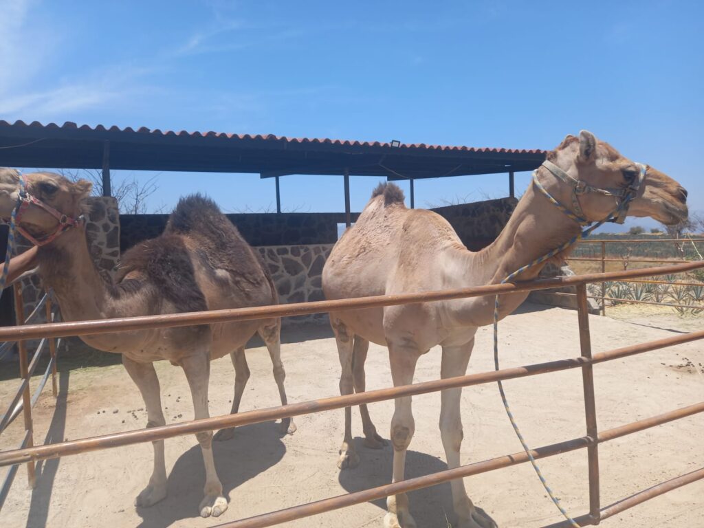 Inspeccionan restaurante por golpes a camello