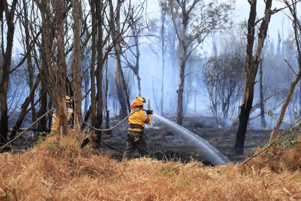 Combaten brigadistas 592 incendios forestales