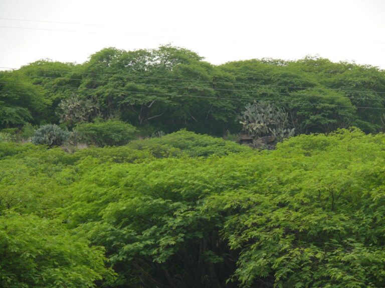 Declaran Peña Colorada como Área Natural Protegida - Prensa Animal