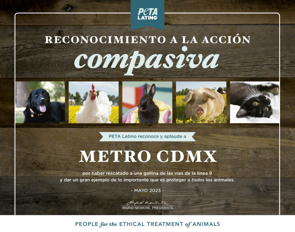 Metro CDMX obtiene Premio por rescatar a gallina de  vías