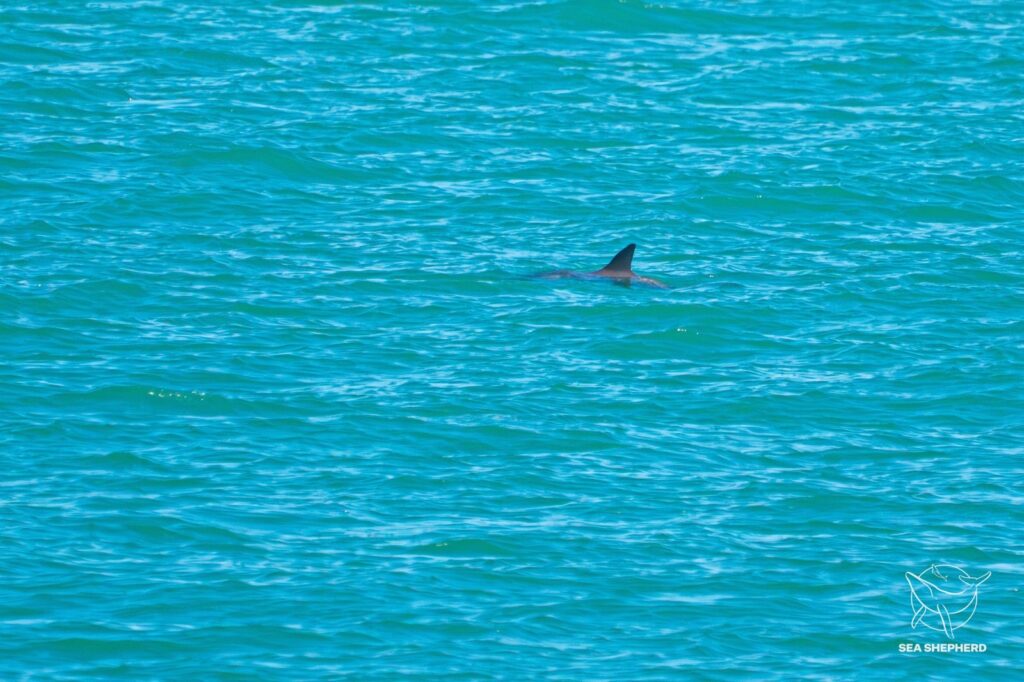 Detectan de 10 a 13 vaquitas marinas en el Alto Golfo 