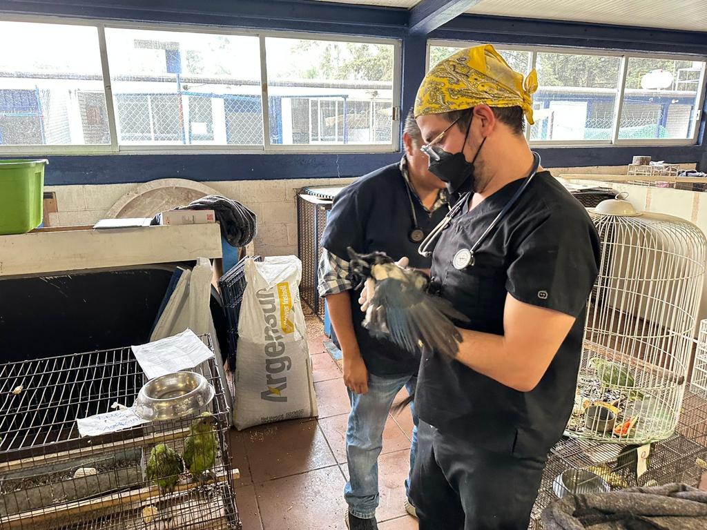 Ostok y Azcarm rescatan y rehabilitan aves en México