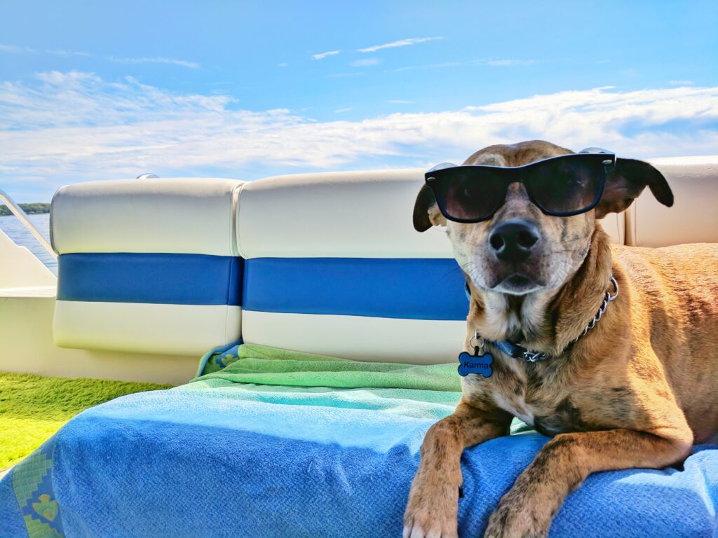 Golpe de calor en animales de compañía: señales de alerta 