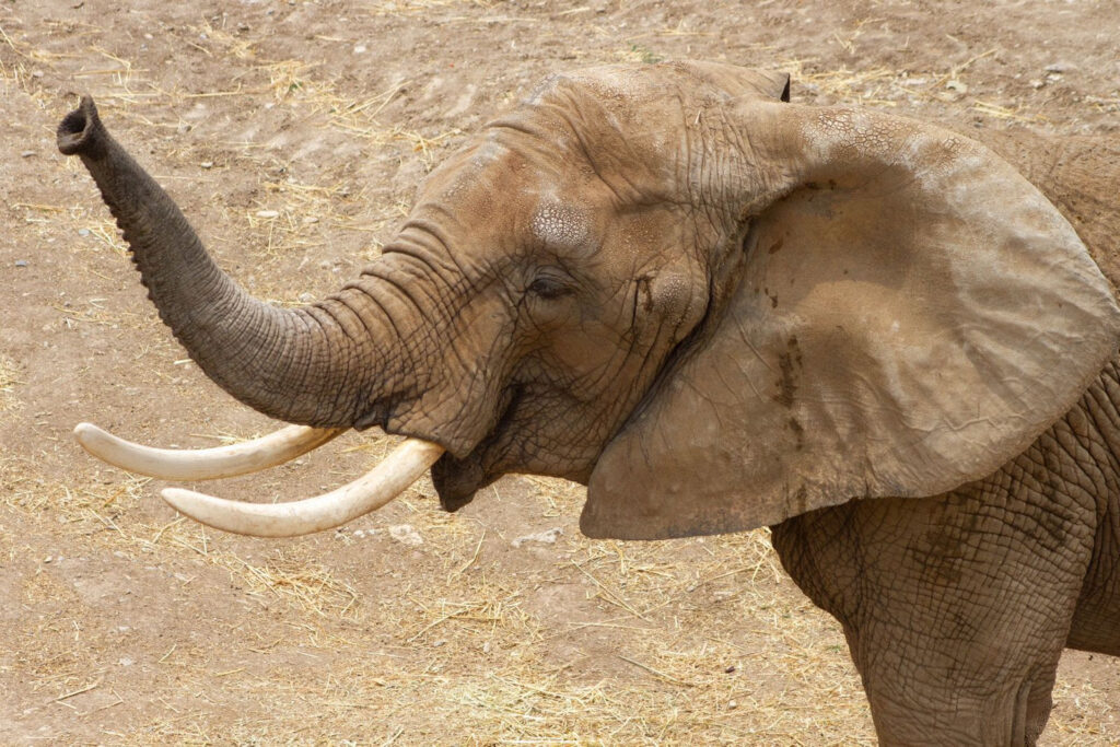 La elefanta africana ‘Gipsy’ llega para acompañar a ‘Ely’ 