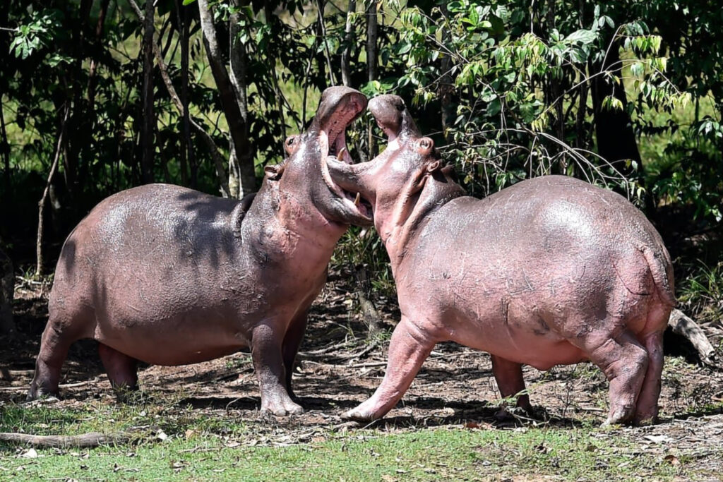 Sacrificar más de 160 hipopótamos no es alternativa 