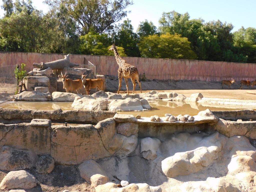 Con crianza artificial sobreviven crías de jirafas 