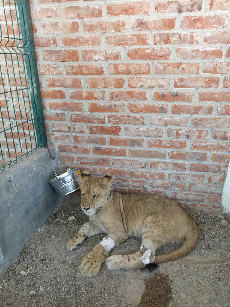 Se canalizó a cachorro de león en estado crítico de salud