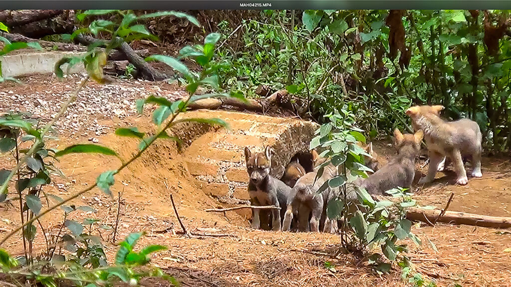 Nace camada de lobo gris mexicano en Edomex