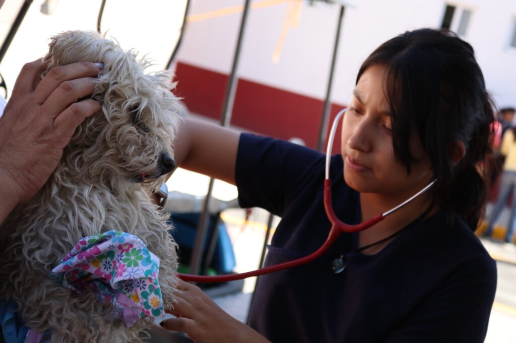 Trabajan por  tutela responsable de animales de compañía