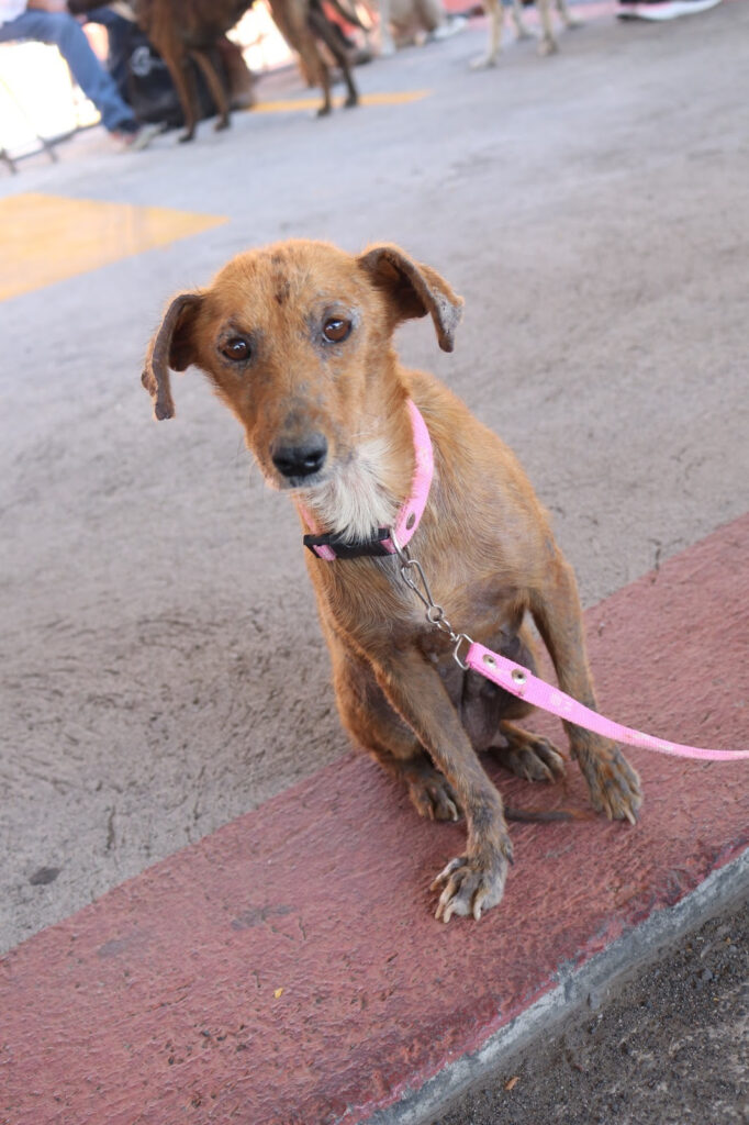 Trabajan por  tutela responsable de animales de compañía