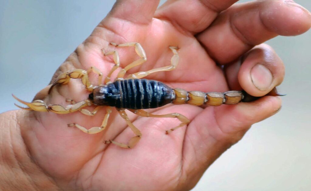 Desarrollan antivenenos a partir de toxinas de alacranes 