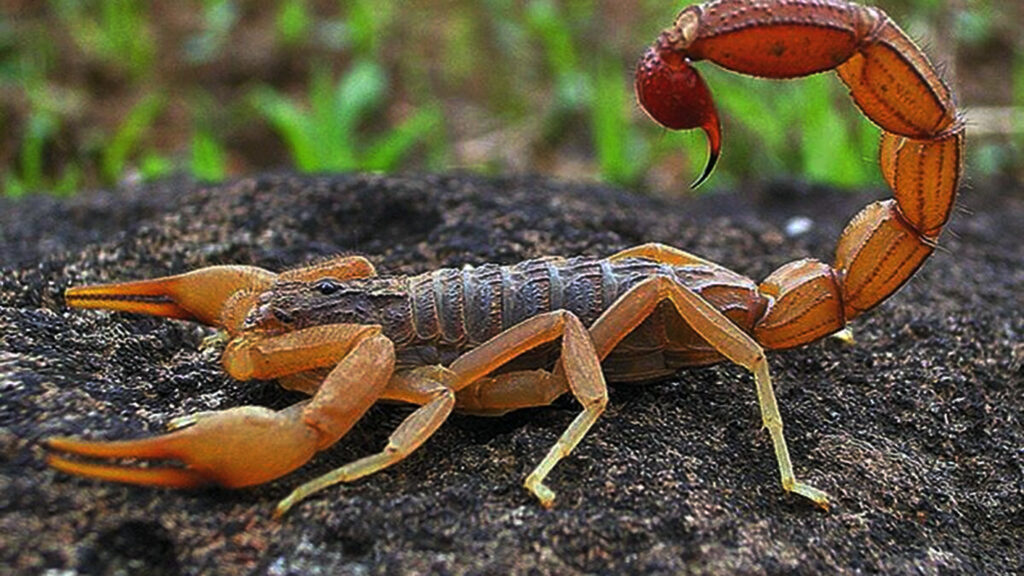 Desarrollan antivenenos a partir de toxinas de alacranes 