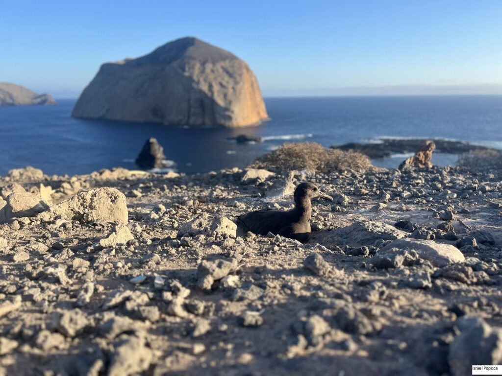 Crece colonia de anidación de albatros patas negras 