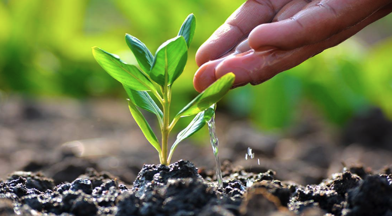 Empresas plantarán árboles en todo el mundo