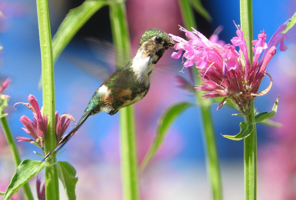 Registran dos especies de colibríes en Chapultepec