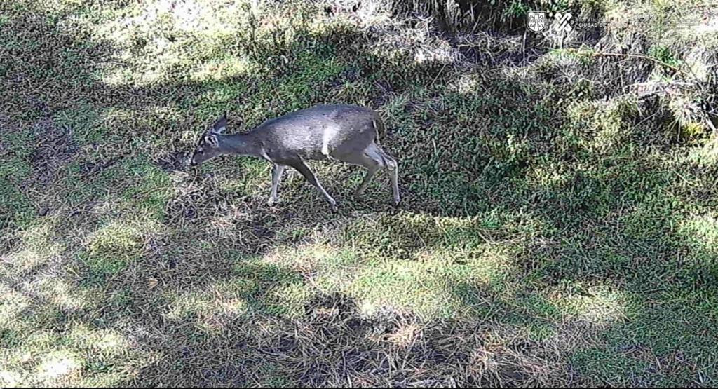 792 registros de fauna silvestre con cámaras trampa 